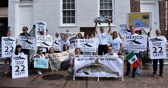 Conservation and animal protection organizations rally outside the Mexican Embassy today to call on the Mexican government to take drastic action to save vaquita porpoises