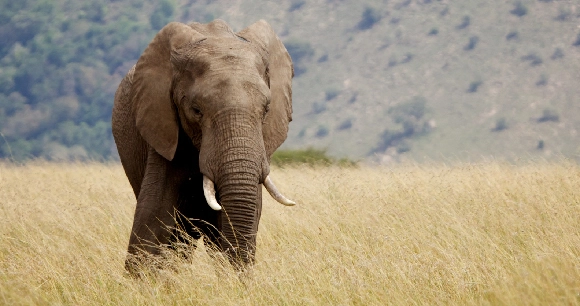 an African elephant stands in a field