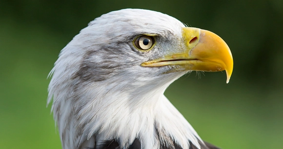 a close up of a bald eagle side profile