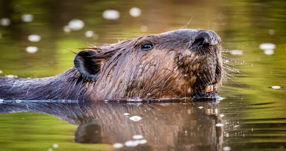 close up of beaver's head as he swims through water