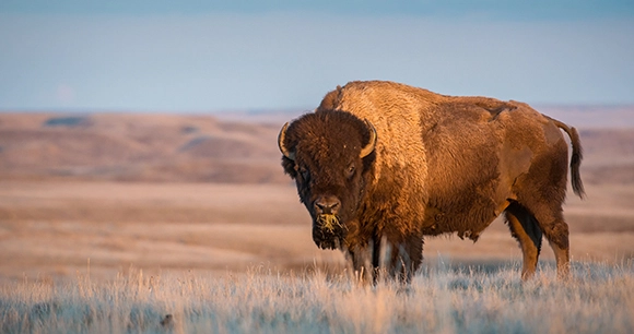 bison standing in prairie