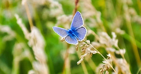 close up of blue butterfly on stem