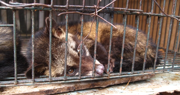 civet cats curled up in a cage
