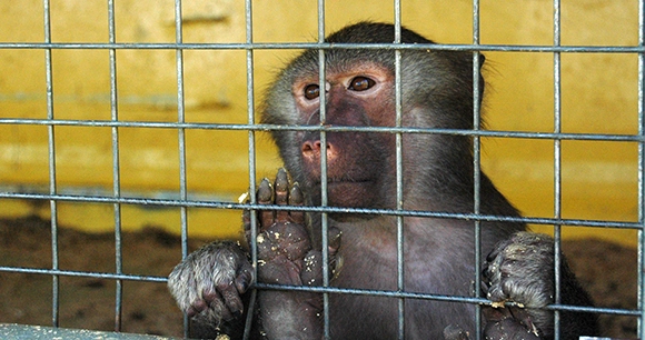 solitary macaque in captivity