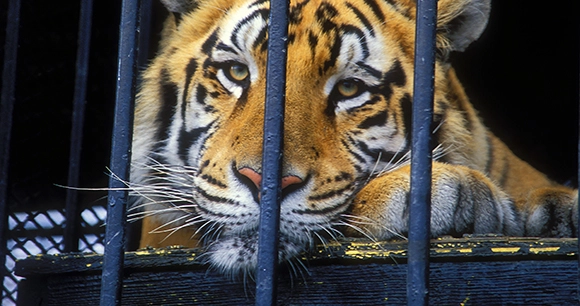 close up of a tiger resting his head against a metal cage in captivity