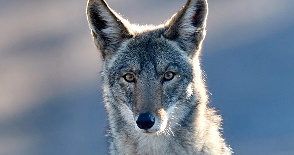 close up photograph of a coyote against a blurred sky background