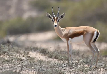 A wild dorcas gazelle in Morocco.