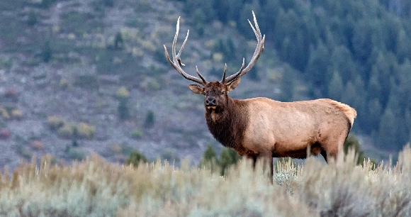 large bull elk stands amongst a mountainous background
