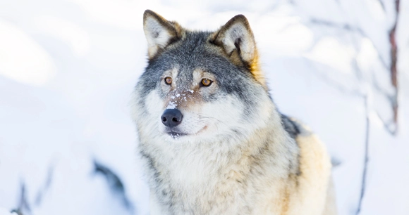 gray wolf standing in snow