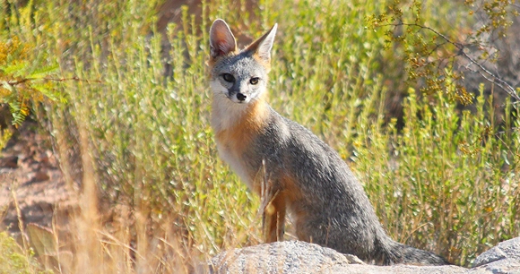a gray fox sits perched on a boulder in a field
