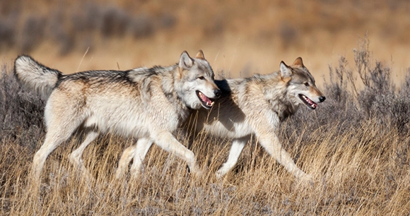 two gray wolves trotting together in field
