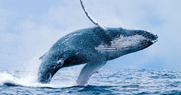 humpback whale breaching out of the ocean