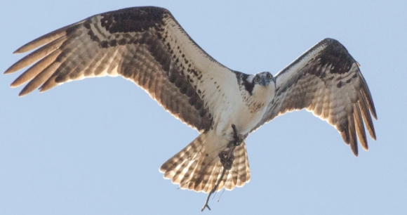 an osprey flying and carrying a branch