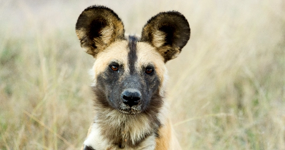A painted dog, also known as an African wild dog, famous for its unique, patchy coat of black, brown, yellow, and white fur sits in a field