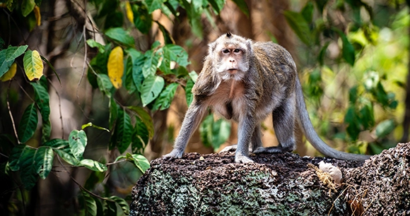 a monkey walking on a large tree branch in a forest