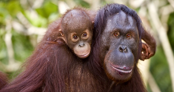 a baby orangutan rides on his mother's back