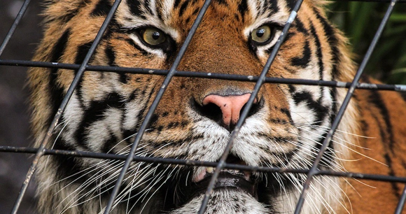 close up of a tiger's face through a cage