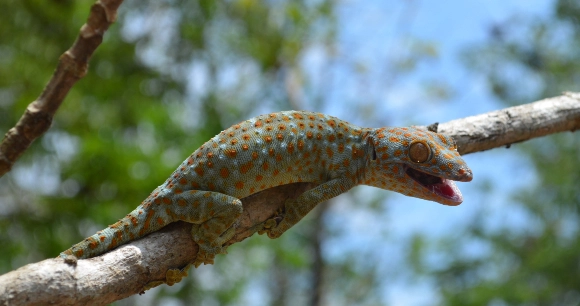 a Tokay gecko lounges on a tree branch
