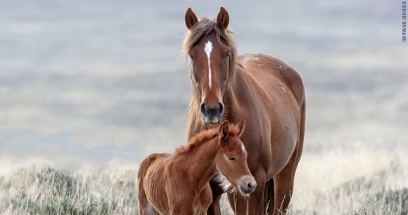 a wild mare horse with her foal in a field