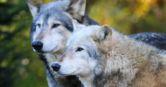 pair of gray wolves in forest