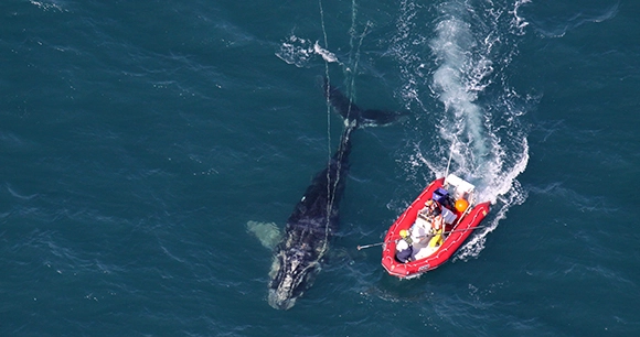 a North Atlantic right whale entangled in fishing gear, with a small rescue boat trailing beside it