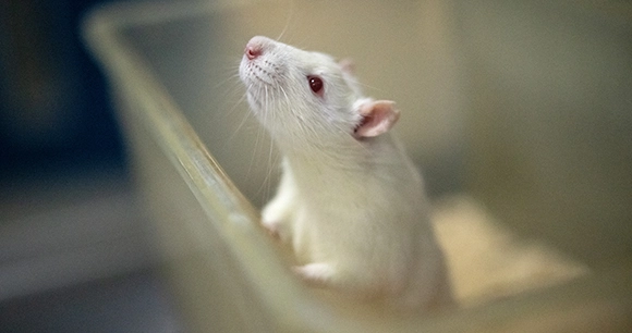 white lab rat peeking out of container