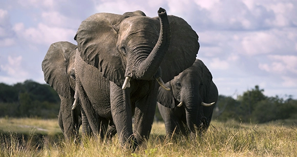 three elephants in zimbabwe