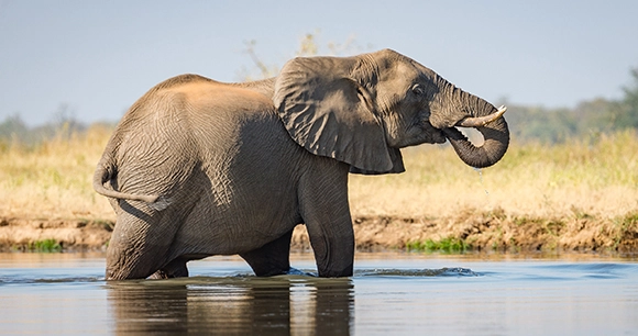 An elephant walks in shallow water in Zimbabwe