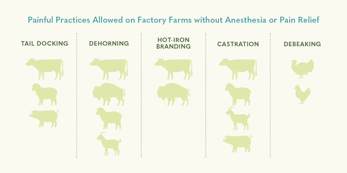 graphic of inhumane practices on farms
