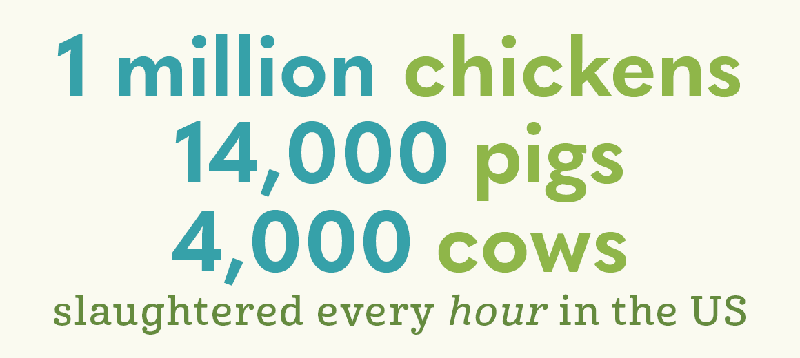 A graphic of slaughter stats per hour in the US