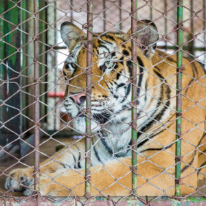 beautiful tiger in small cage