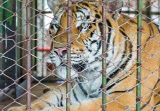 beautiful tiger in small cage