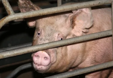 a dirty pig stands in a cage