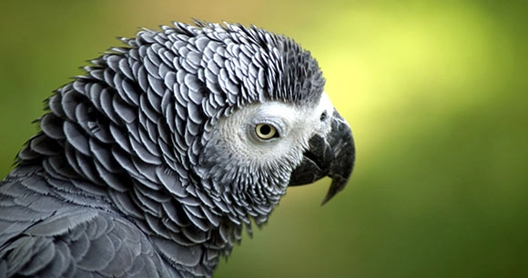 An African grey parrot