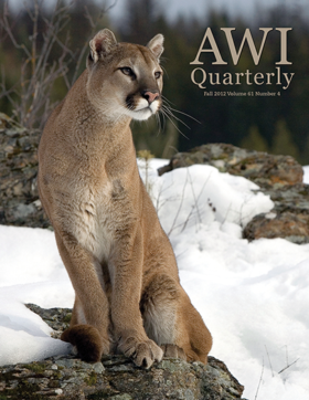 mountain lion perched on rock