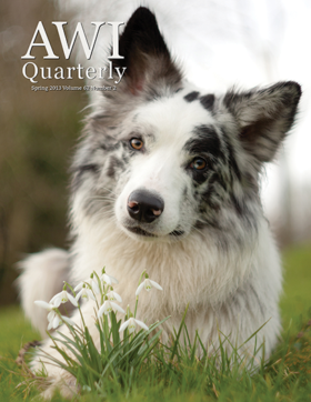 border collie