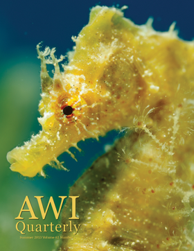 short-snouted seahorse