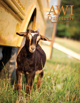 goat stands next to a school bus