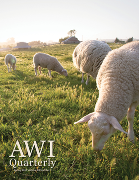 pasture-raised sheep graze outdoors