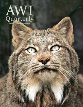 canadian lynx looks forward
