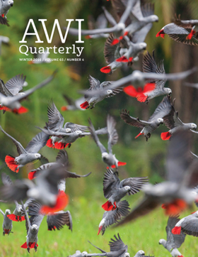 grey parrots fly through forest