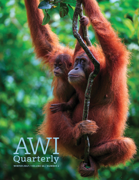 An orangutan hangs off a branch with its young in forest