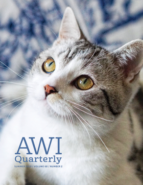 cat looks up in domestic setting
