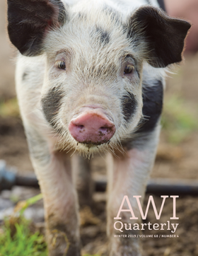 young pig walks forward in dirt