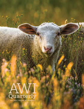 lamb under yellow prairie brush