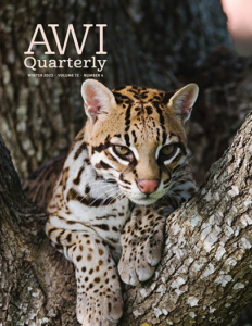 ocelot in a tree