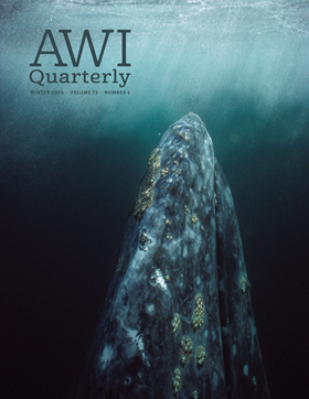 a gray whale rises from the depths