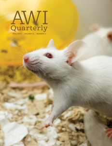 a lab mouse crawls around a terrarium