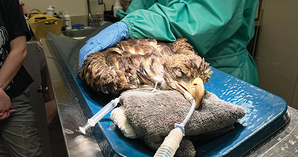 a bald eagle lies on an exam table, while under anesthesia due to lead poisoning