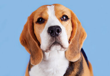 a portrait of a beagle dog against a soft blue background